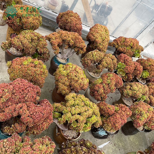 紫羊绒多肉植物玫瑰法师扇面韩国进口法师缀化稀有多肉老桩黑法师 - 图2