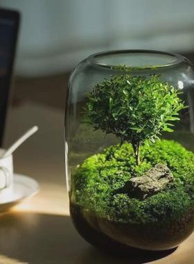 生态瓶免打理diy微景观玻璃鱼缸小型水培水草种子籽植物真草造景