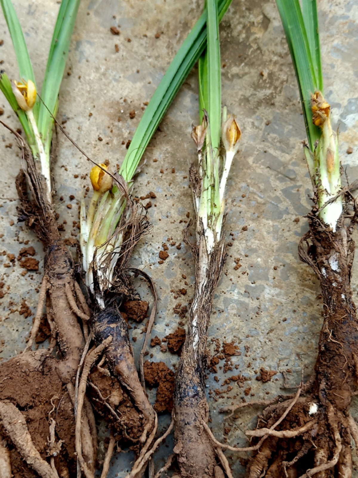 贵州野生仙茅苗花苗盆栽地栽阳台庭院楼顶好养奇趣药用食用植物 - 图1