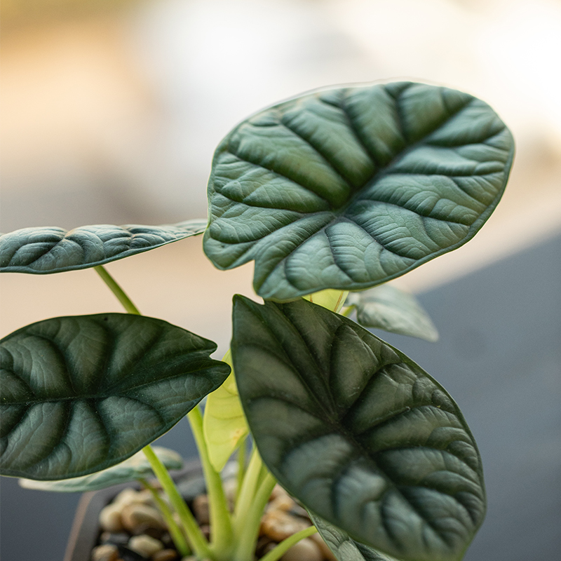 白犀牛盆栽室内客厅桌面茶几龙鳞海芋植物可水养绿植花卉净化空气-图2