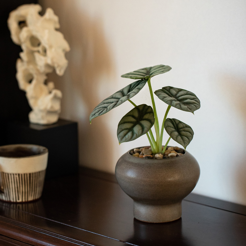 白犀牛盆栽室内客厅桌面茶几龙鳞海芋植物可水养绿植花卉净化空气-图0