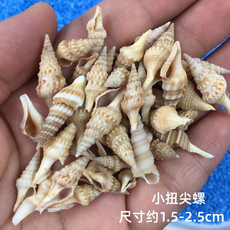 10个天然小海螺小贝壳diy水晶滴胶 海洋风格东风螺贝壳鱼缸许愿瓶 - 图0