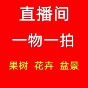 直播间各种果树苗一物一拍盆栽地栽阳台庭院南北方种植当年结果树 - 图1
