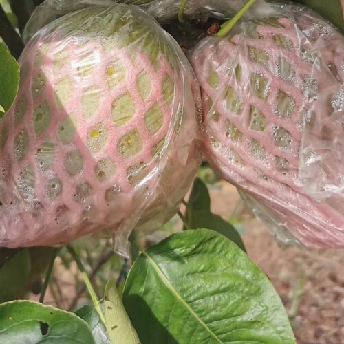 梨子套袋专用树上防虫防果蝇香黄晶梨专用套袋雪梨透气防虫膜袋 - 图1
