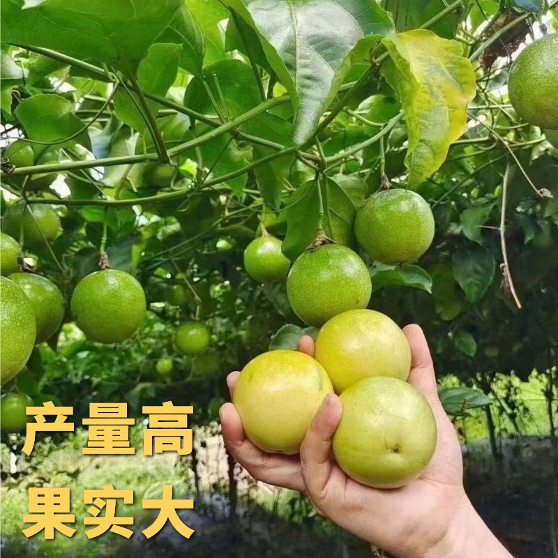 黄金百香果树果苗纯甜钦蜜9号嫁接大果当年结果阳台耐寒爬藤种植