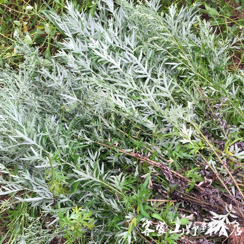 客家野生五月艾草月子草药泡脚月子艾叶洗澡药浴包食用干艾叶2斤