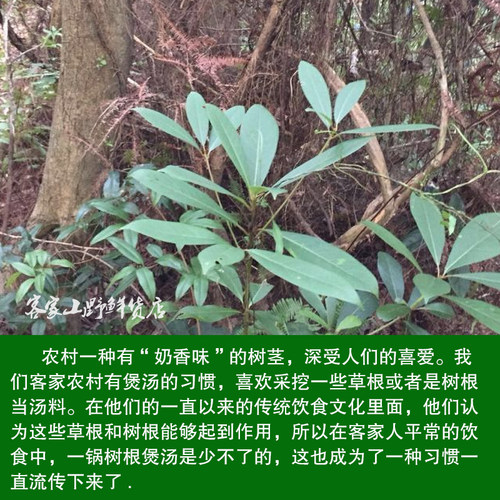 客家野生白花牛奶根煲汤料广东老火靓汤牛乳树根炖汤煲汤1斤包邮 - 图0