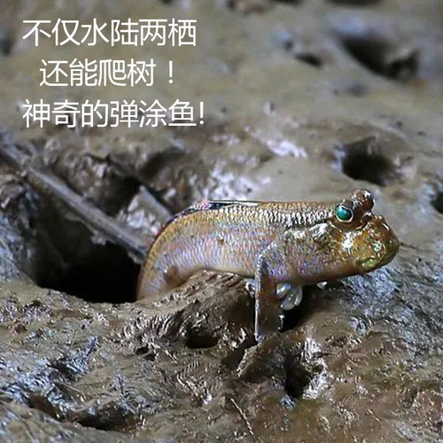 弹涂鱼活鱼跳跳鱼滩涂鱼淡水观赏鱼宠物饲料鱼缸沙红旗鳍淡化冷水 - 图0