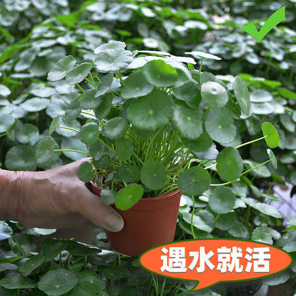 菖蒲鸢尾苗常绿水生植物黄菖蒲再力花风车草水竹芦苇美人蕉苗香蒲 - 图2