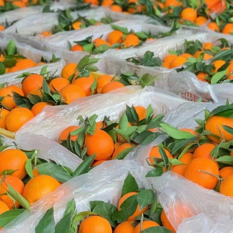 三峡柑橘巫山恋橙纽荷尔脐橙无籽柑橘产地现摘当季一整箱10斤大果,淘宝优惠券,粉丝福利购,淘宝优惠卷
