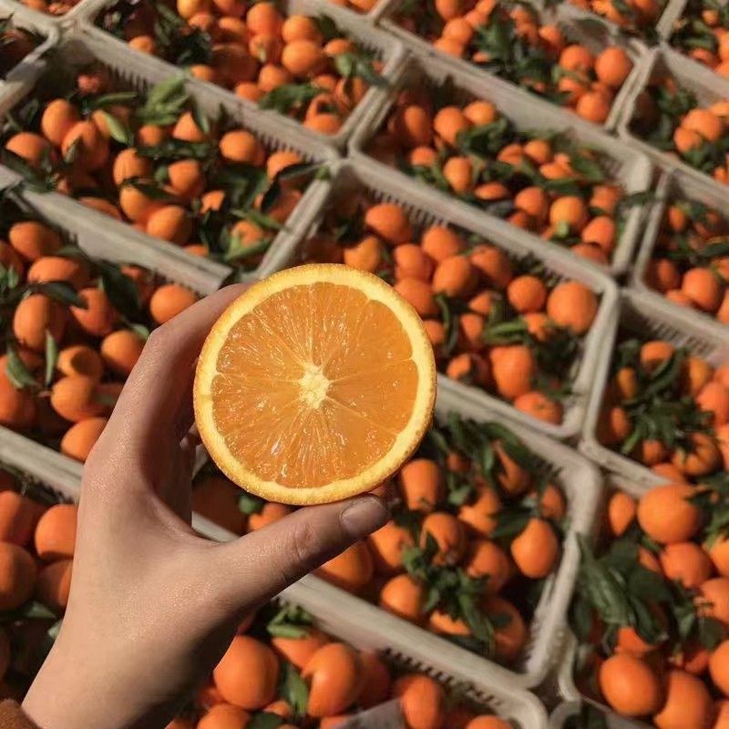 三峡柑橘巫山恋橙纽荷尔脐橙无籽柑橘产地现摘当季一整箱10斤大果,淘宝优惠券,粉丝福利购,淘宝优惠卷