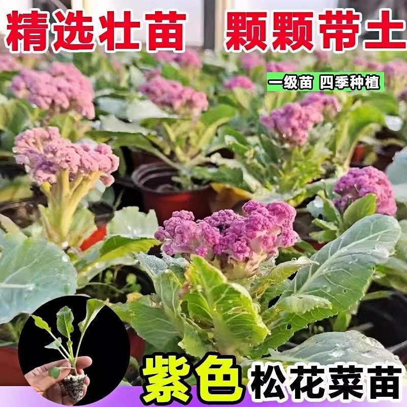 紫花菜秧苗带土发货特色花椰菜西蓝花苗春秋四季菜花阳台蔬菜苗,淘宝优惠券,粉丝福利购,淘宝优惠卷