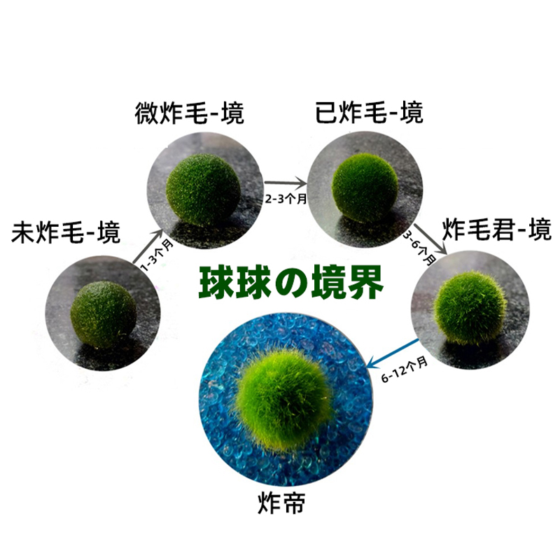 海藻球能量瓶微景观室内水培植物玻璃瓶创意迷你盆栽球藻水生绿植 - 图2