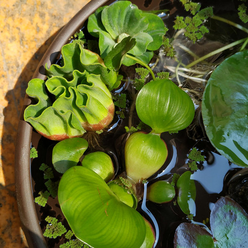 兔耳浮萍水草鱼缸造景水生植物一叶莲碗莲水培铜钱草净水植物迷你 - 图1