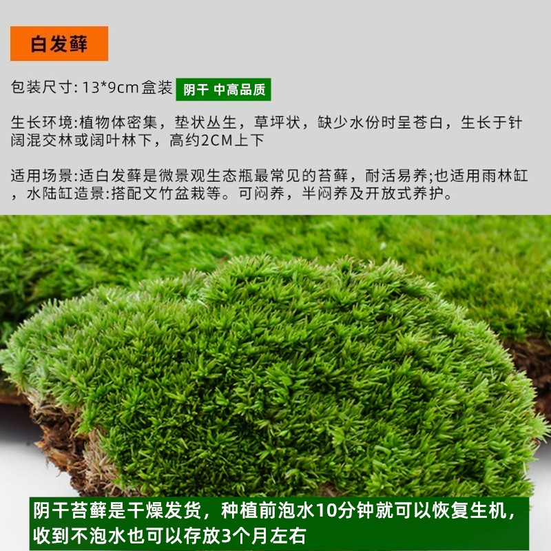 鲜活苔藓苔藓微景观生态瓶白假山盆栽创意迷你植物diy材料水陆缸-图1