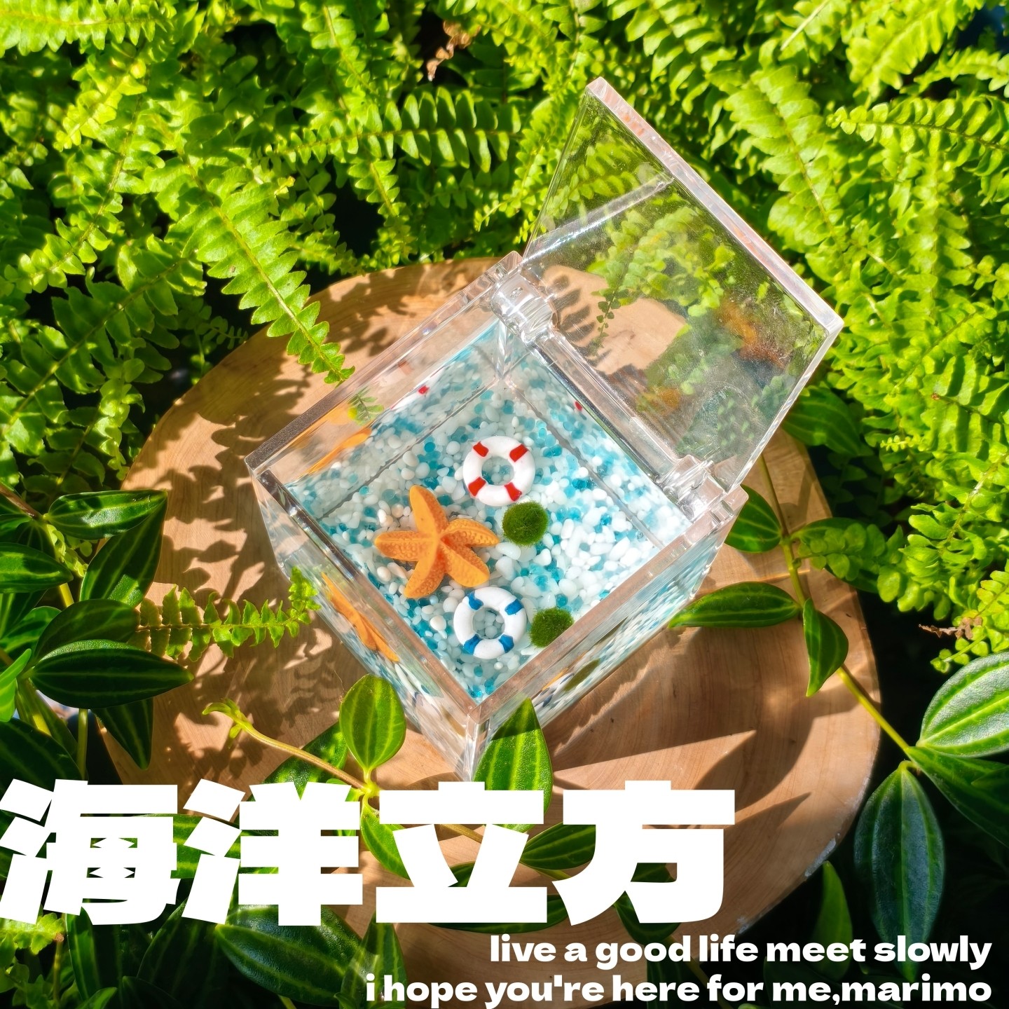 海藻球微景观 森林立方生态瓶 创意迷你植物水培植物球藻生长观赏,淘宝优惠券,粉丝福利购,淘宝优惠卷