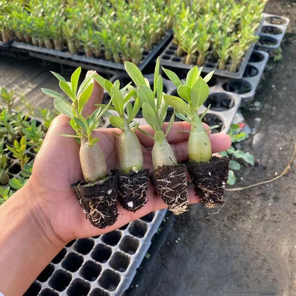 沙漠玫瑰一年苗花卉植物庭院阳台好养四季开花观花室内外绿植盆栽-图0