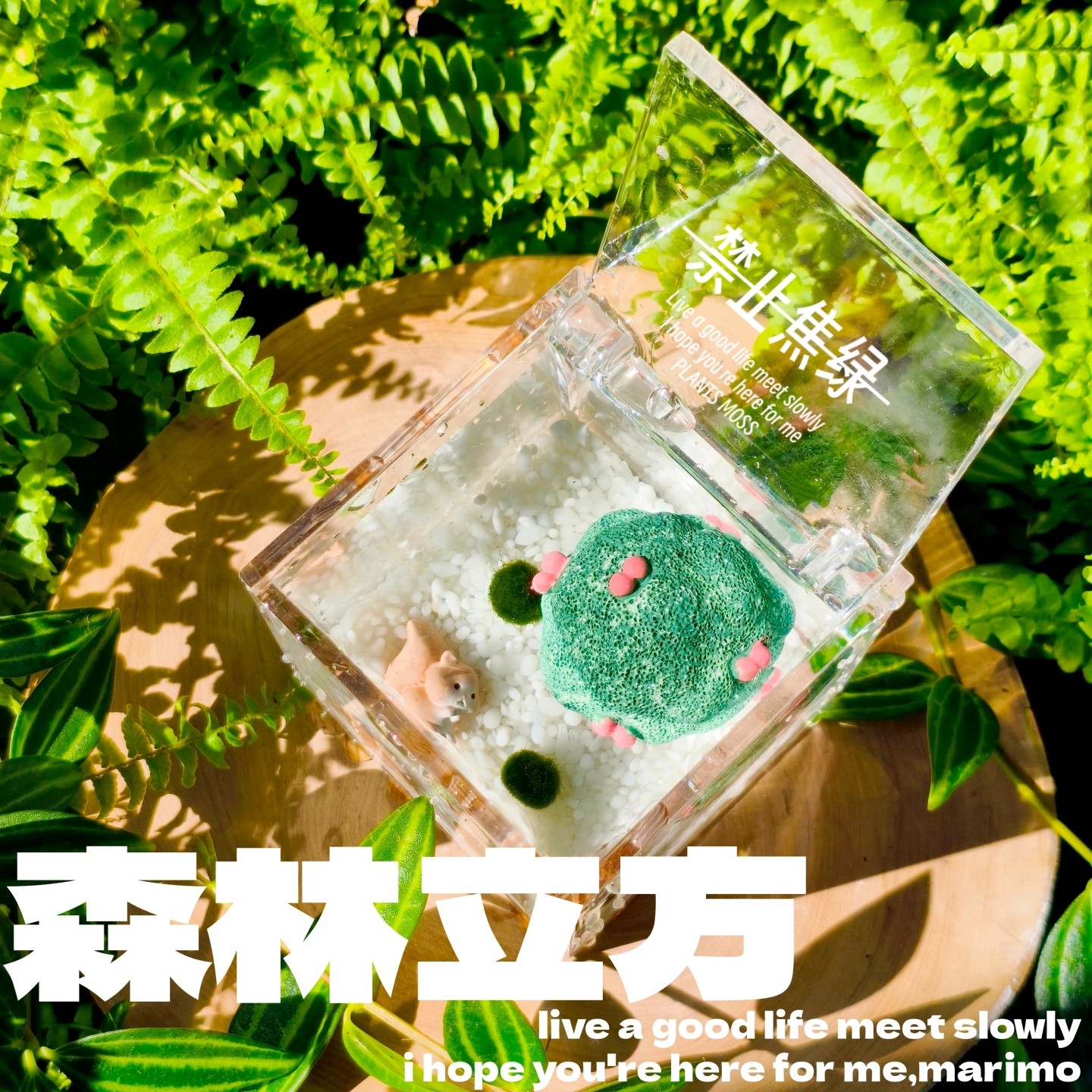 海藻球微景观 森林立方生态瓶 创意迷你植物水培植物球藻生长观赏,淘宝优惠券,粉丝福利购,淘宝优惠卷