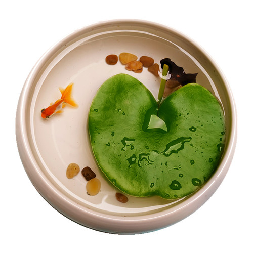 一叶莲碗莲室内水培植物花卉鱼缸水草造景好养水生睡莲净化水质 - 图3