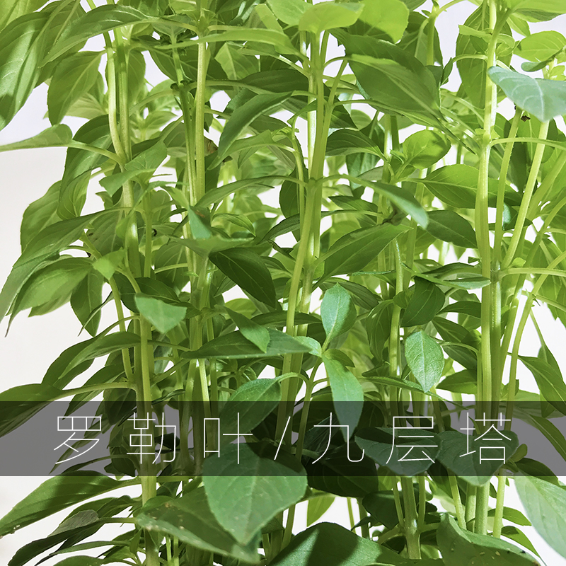 迷迭香牛排西餐调料芸香臭草薄荷留兰香薄荷香花菜紫苏可食用香料 - 图1