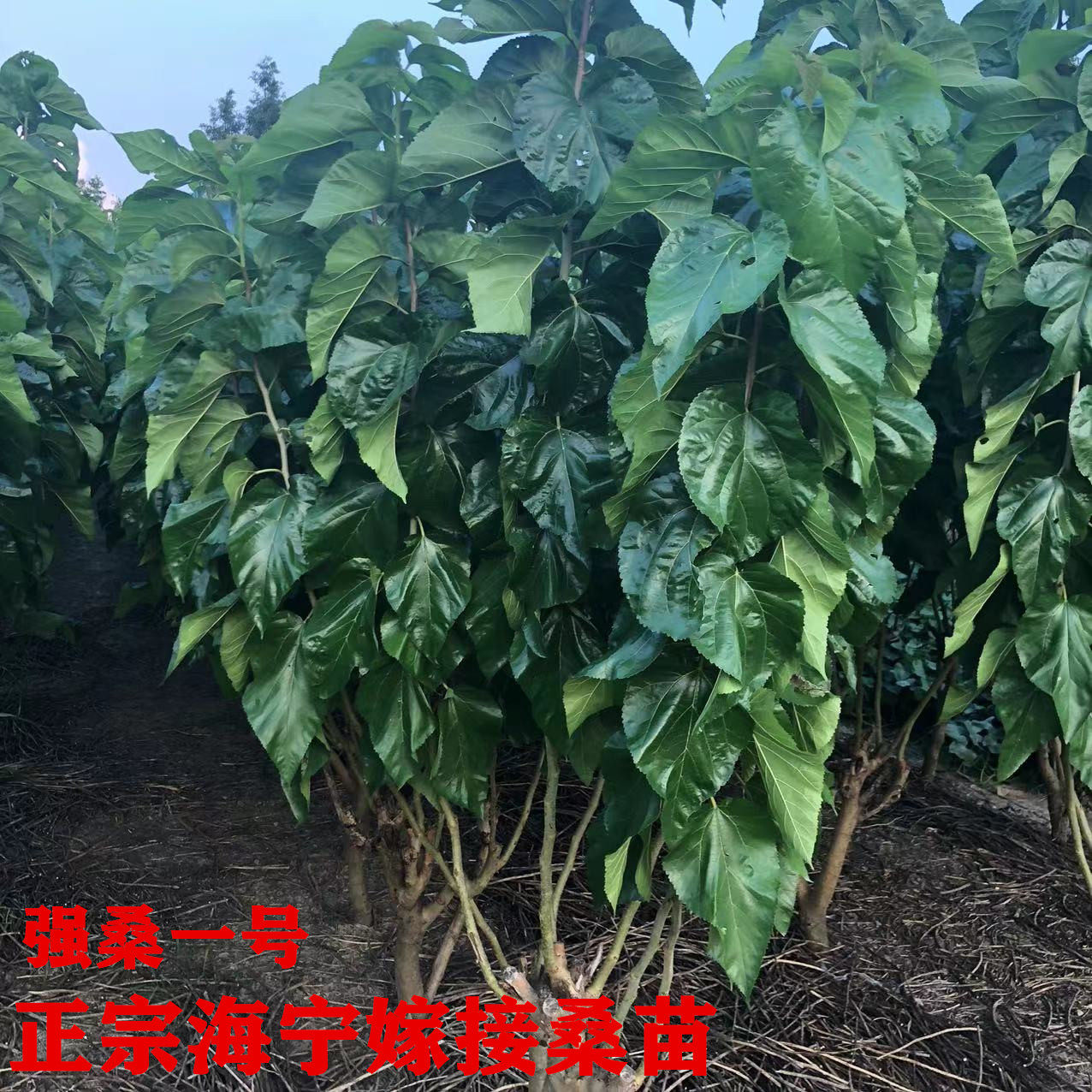 强桑1号蚕桑苗农桑14号桑树苗养蚕大叶桑嫁接苗地栽盆栽大叶蚕桑,淘宝优惠券,粉丝福利购,淘宝优惠卷