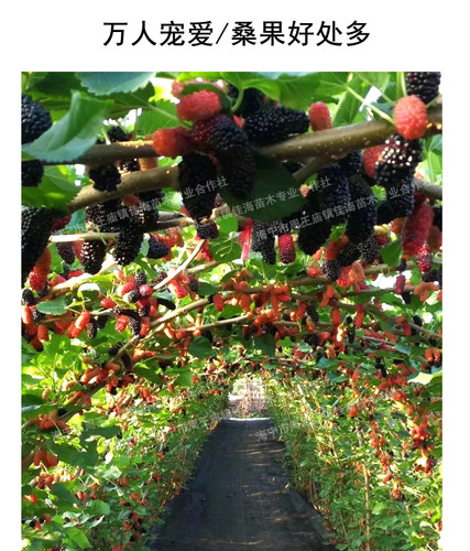 桑葚树苗无籽大十台湾长果果桑苗桑椹苗桑葚苗地栽盆栽占地果树苗 - 图1