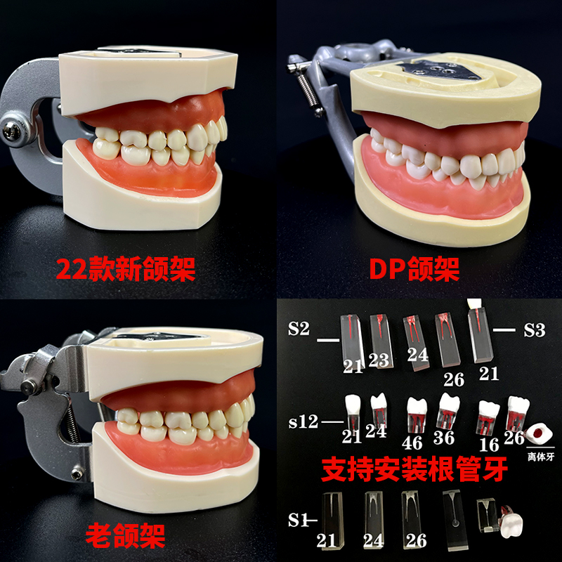 树脂牙根管牙离体牙口腔技能考试练习用牙粒备牙模型开髓牙带髓腔 - 图0