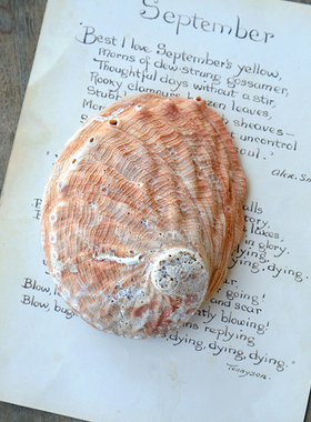 【贝壳】小海螺学生手工diy装饰画框礼物鱼缸天然摆件