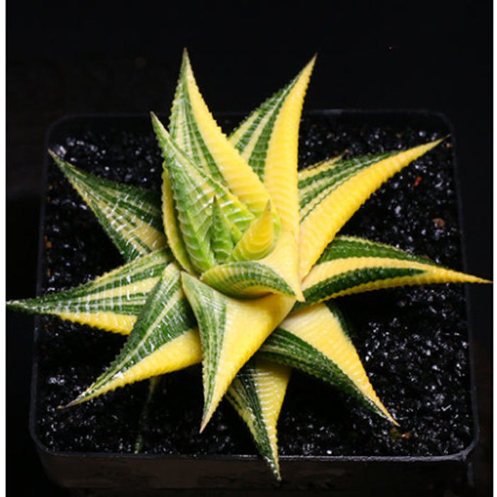 金黄琉璃殿锦硬叶十二卷多肉植物盆栽室内阳台绿植花卉好养防辐射 - 图3