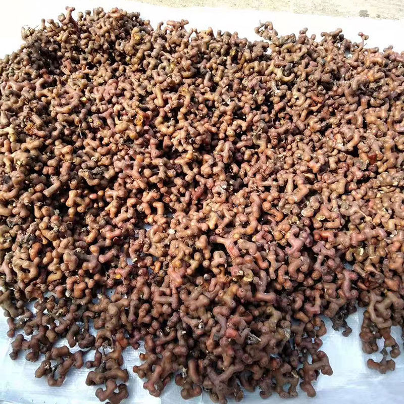 拐枣新鲜万寿子晒干万寿果野生天然农家拐枣水果鸡爪梨500克包邮,淘宝优惠券,粉丝福利购,淘宝优惠卷