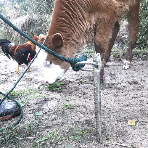 拴牛栓牛拴马桩栓狗拴犬桩地钉牛羊桩畜牧养殖帐篷大棚牛用的地桩 - 图1