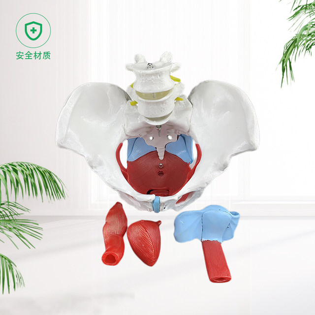 Model Uterine delivery Midwife Human pelvis