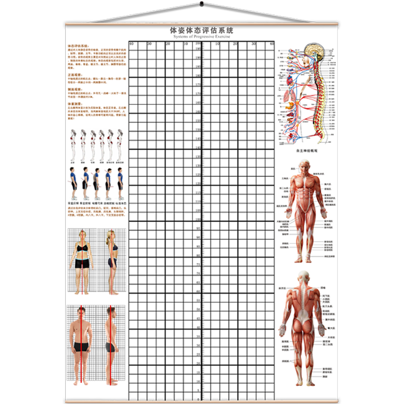 体态评估表墙纸贴式体测健身房瑜伽馆私教身体形姿矫正网格对比图-图3