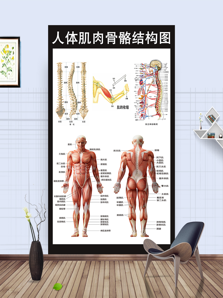 身体评估指数表人体态对比图健身瑜伽房壁画男女体脂率对照参考图 - 图2