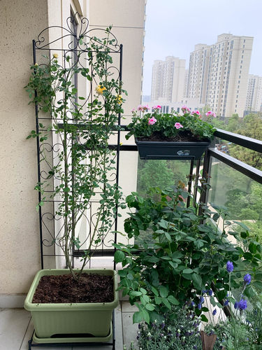 带底座阳台落地欧式屏风架室内庭院铁线莲花幕爬藤架园艺花架包邮 - 图1