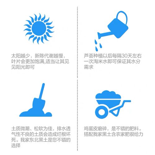 墨西哥米邦塔食用仙人掌植物盆栽外敷药用大型室内绿植嫁接蟹爪兰 - 图2