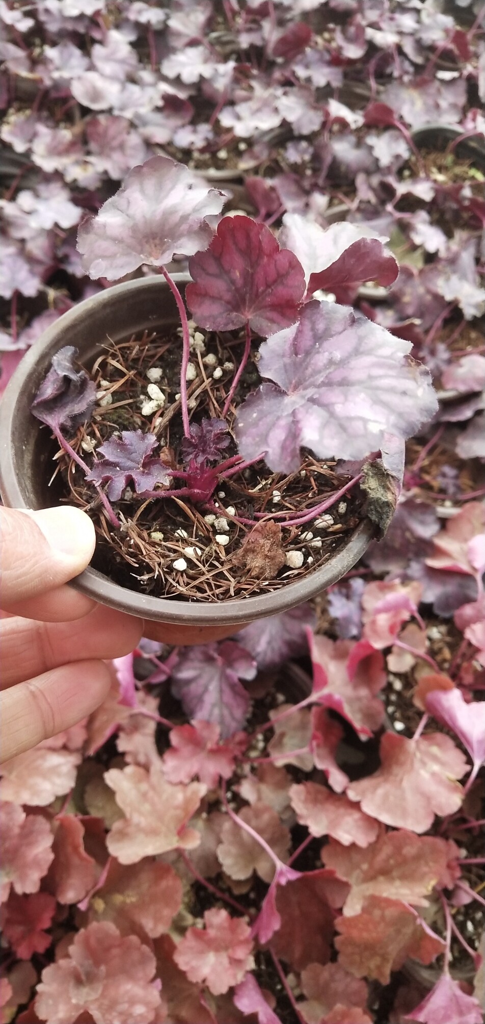 矾根花苗盆栽四季常青地被类花卉耐寒庭院花镜植物阳台大叶花卉