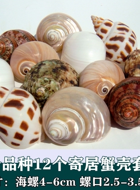 贝壳海螺寄居蟹替换壳鱼缸造景