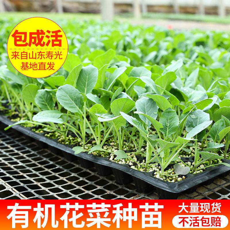 种植花椰菜 新人首单立减十元 22年3月 淘宝海外