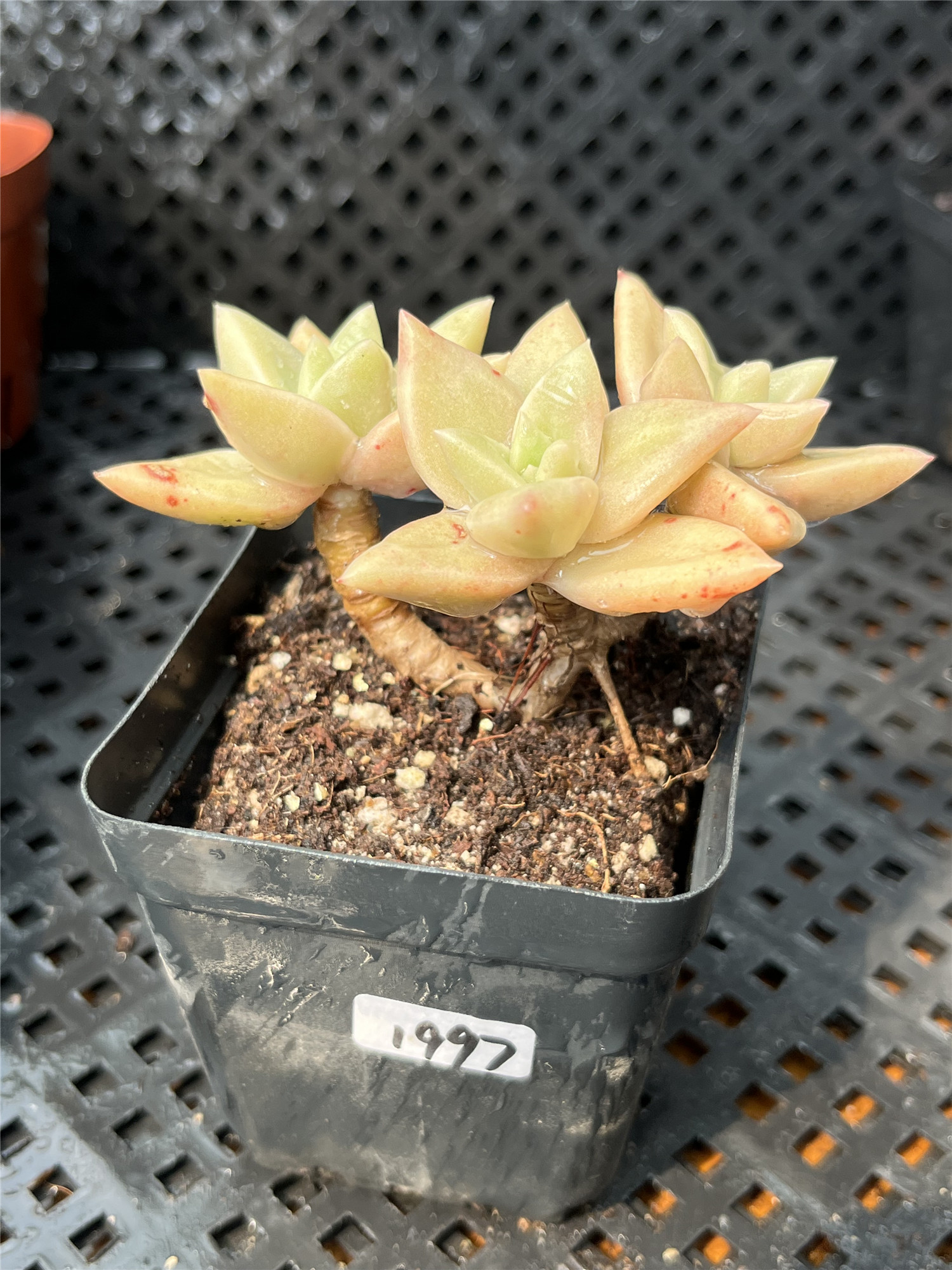 【一物一拍】黄金表丽娜银冬云多肉植物多头老桩  一物一拍