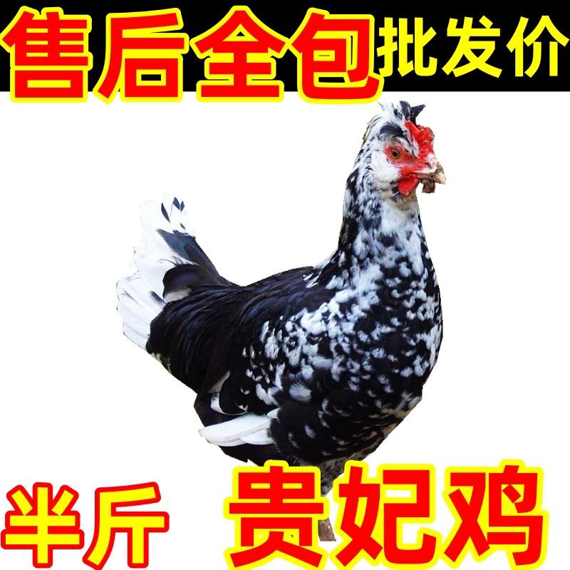 一斤散养黑凤鸡贵妃鸡珍珠鸡脱温绿壳蛋鸡仔散养土鸡五黑鸡宠物鸡,淘宝优惠券,粉丝福利购,淘宝优惠卷