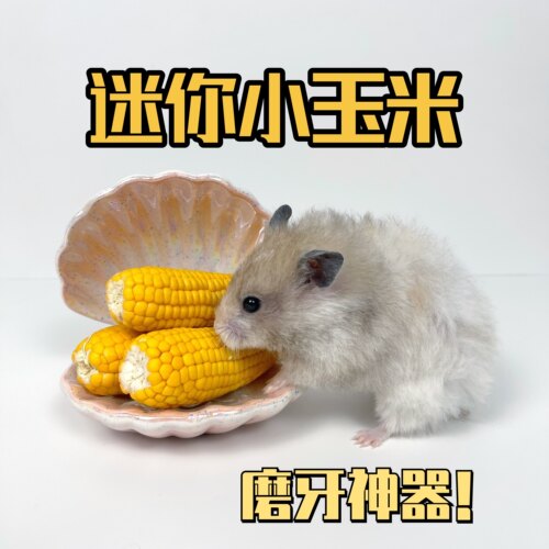 【一只笨鼠】仓鼠金丝熊花枝鼠磨牙造景躺手迷你小玉米磨牙玉米 - 图1