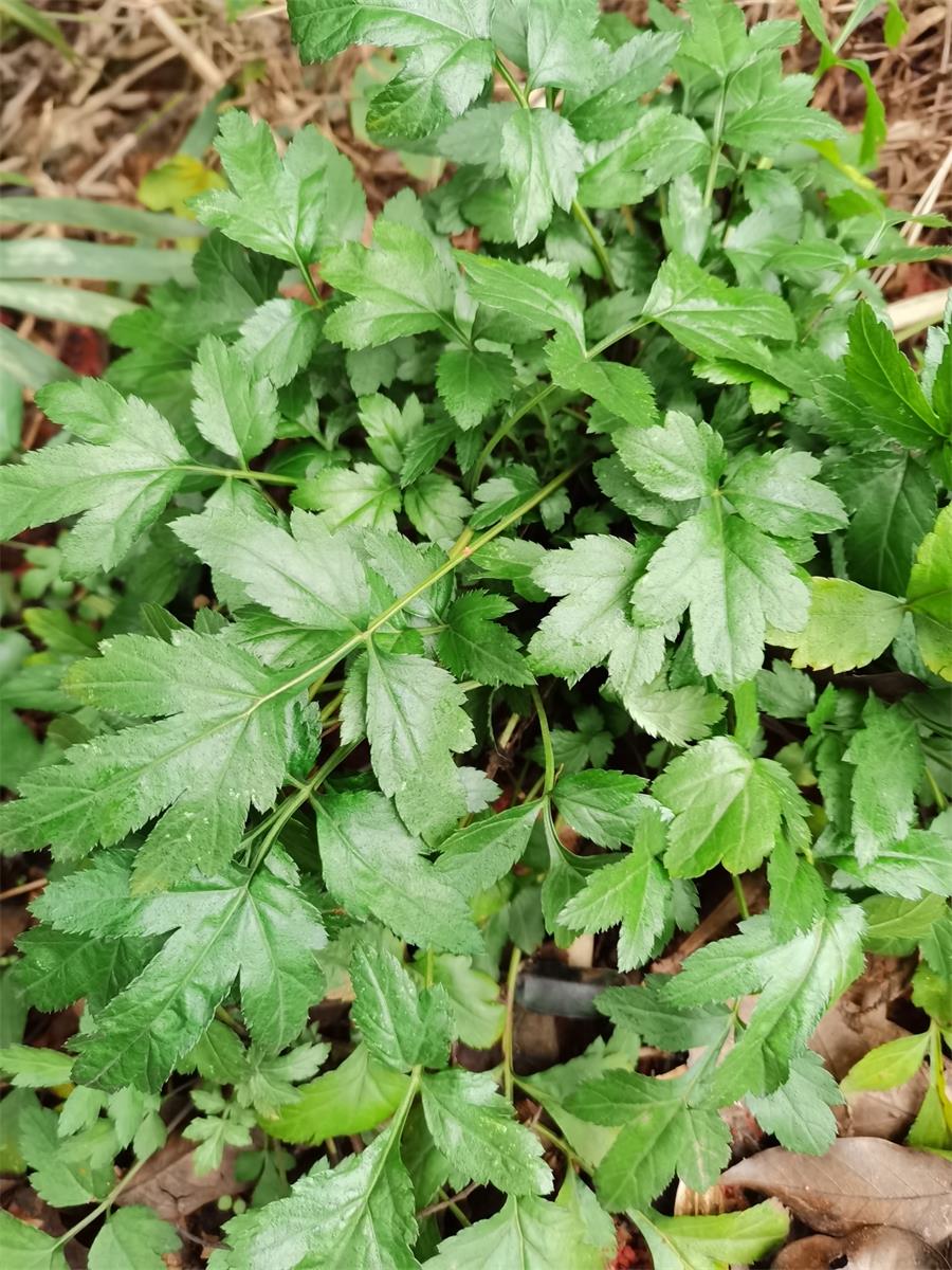 真珠花菜野外珍珠花菜苗鸭脚艾白花蒿白花艾肺痨草药材红艾白苞蒿 - 图2