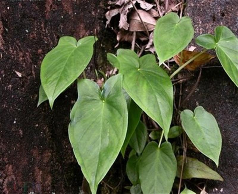 野一滴珠一石半夏制蛇子独叶一枝花石蜘蛛石里开缠腰龙蛇盘疮药材 - 图2