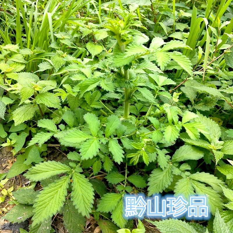 贵州仙鹤草龙牙草狼牙草脱力草庭院阳台栽种新鲜现挖带保湿根发货 - 图3