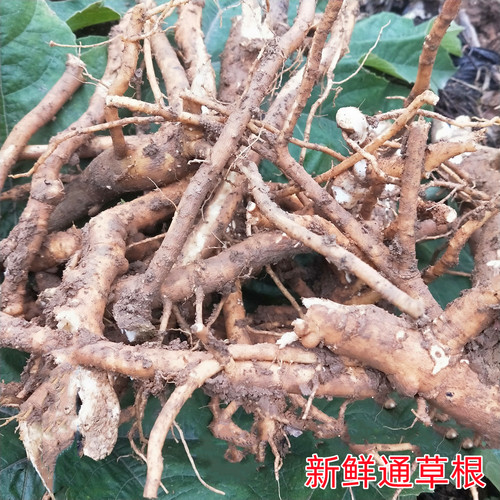 贵州通脱木中草药材通草根木通树大通草天麻子通花根新鲜现挖500g - 图0
