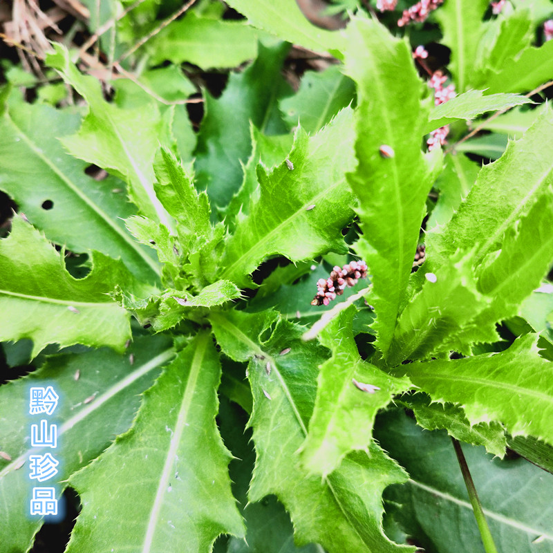 贵州小蓟根中药材刺儿菜蓟蓟草七七菜刺蓟枪刀菜青青菜根新鲜现挖
