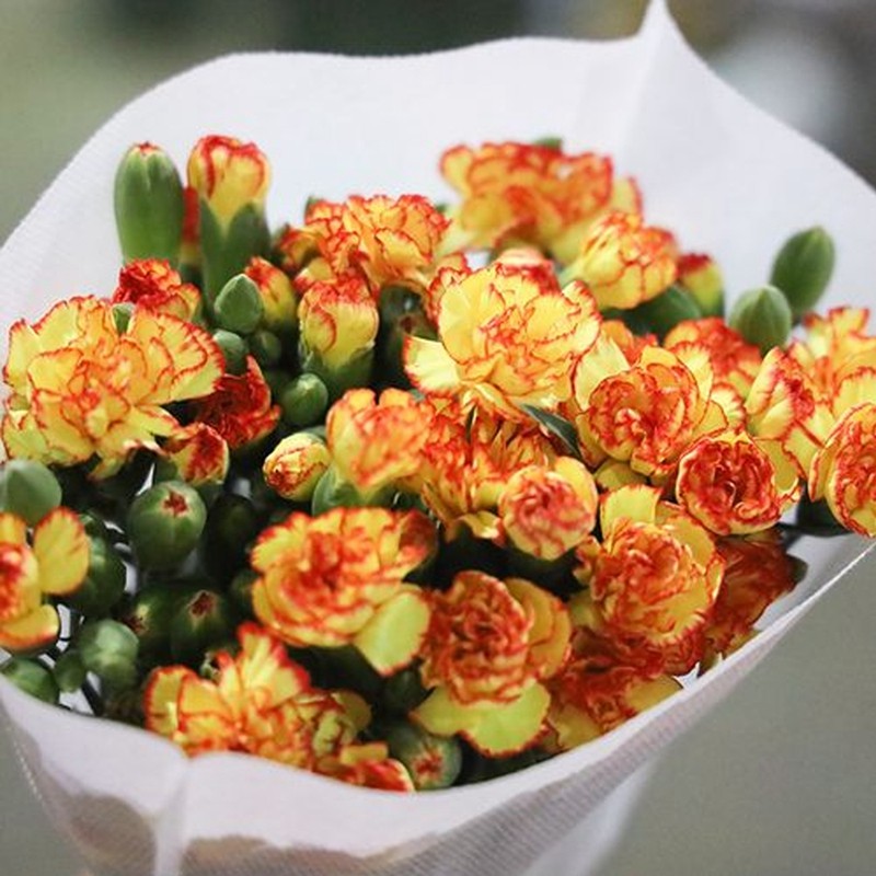 (鲜花)多头康乃馨-橙色系 (10支/束)40-50cm