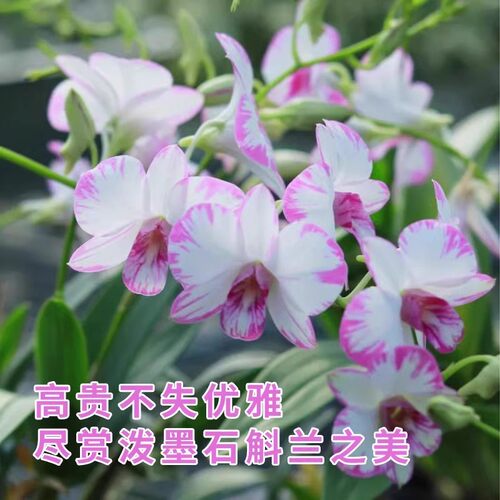 秋石斛泼墨石斛兰花盆栽带花苞澳洲香水耐寒浓香桌面盆景绿植好养 - 图3