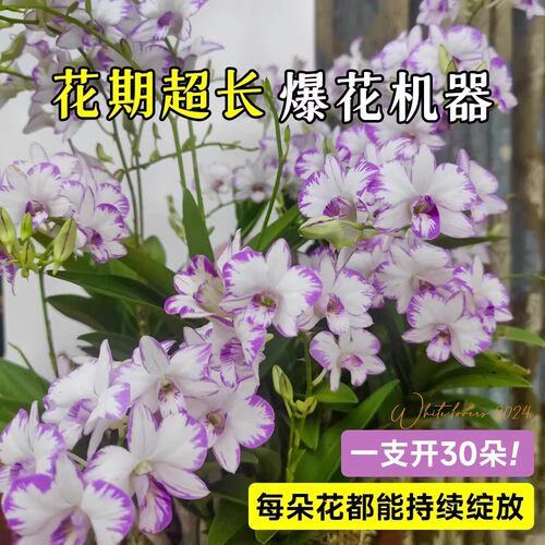 秋石斛泼墨石斛兰花盆栽带花苞澳洲香水耐寒浓香桌面盆景绿植好养 - 图2